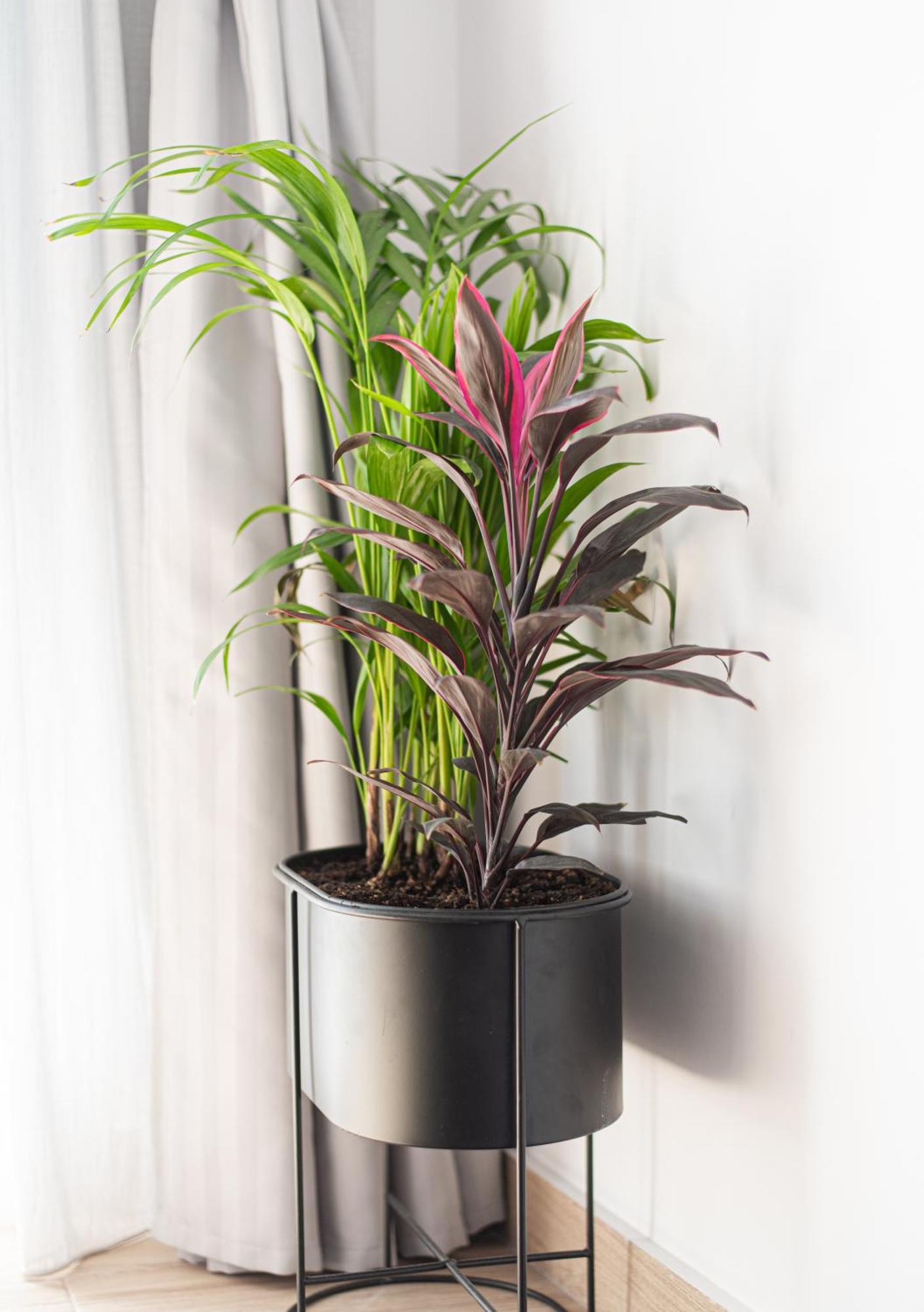 Iviskos Apartment Oinofyta エクステリア 写真